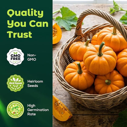 50 Heirloom Small Sugar Pumpkin Seeds for Planting – Sweet Pie Pumpkin, Compact Vines, High Germination, Ideal for Home Garden & Container