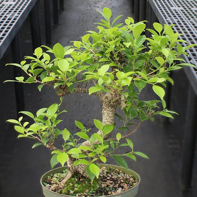 Brussel's Bonsai - Live Golden Gate Ficus Bonsai Tree Kit with Ceramic Bonsai Pot & Bonsai Soil, Indoor Bonsai Plant Starter Kit, Easy Care Houseplant for Home or Office (Medium)