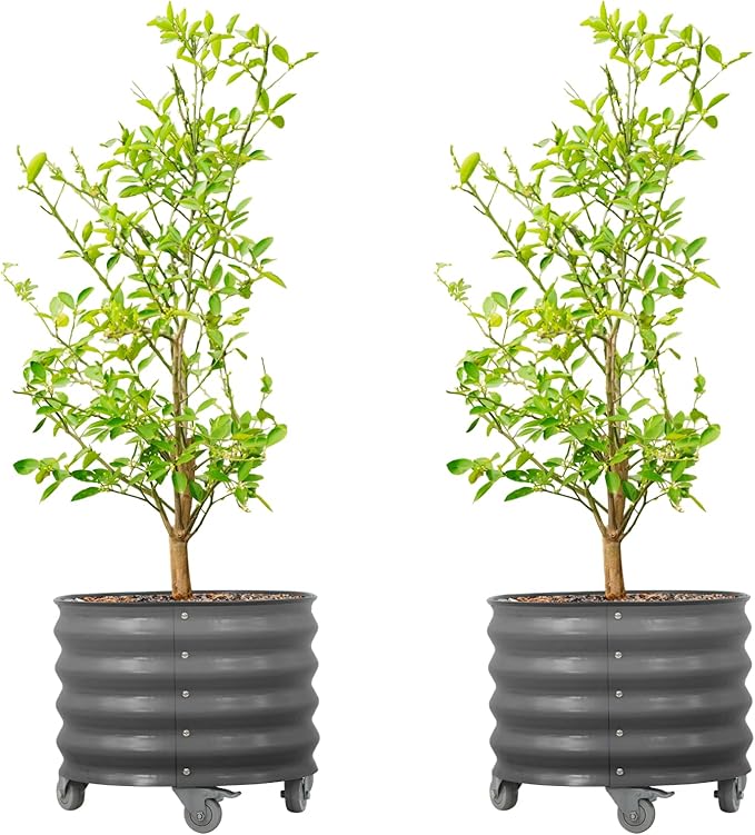 Rolling Metal Citrus Tree Planter Pot, 21″ Round Planter Box for Porch Patio & Backyard, 20 Gallon Large Planter Pot with Wheels for Growing Olive Trees Tomatoes Vegetables Flowers, 2 Pack Modern Gray