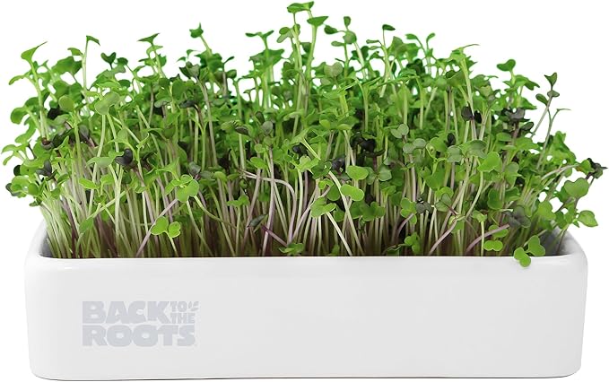Back to The Roots Organic Microgreens Grow Kit with Ceramic Planter, Expandable Soil, Organic Seeds, and Germination Lid