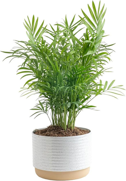 Costa Farms Parlor Palm Live Plant in Decorative Pot, Air Purifying Indoor Houseplant, Perfect for Home, Room, or Office Decor, Great House Warming or Birthday Gift, 14-18 Inches Tall