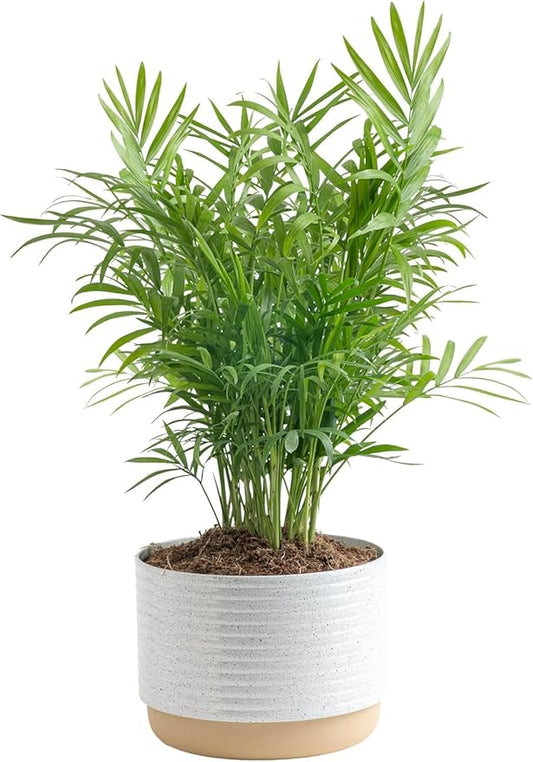 Costa Farms Parlor Palm Live Plant in Decorative Pot, Air Purifying Indoor Houseplant, Perfect for Home, Room, or Office Decor, Great House Warming or Birthday Gift, 14-18 Inches Tall
