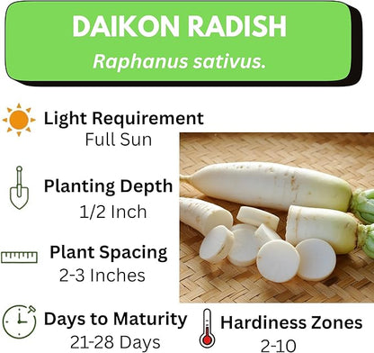Japanese Daikon Radish Seeds for Planting - 100 Heirloom Non GMO Seeds - Full Planting Instructions to Plant & Grow a Home Vegetable Garden - Great Gardening Gift, 3 Packets