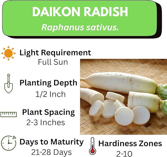 Japanese Daikon Radish Seeds for Planting - 100 Heirloom Non GMO Seeds - Full Planting Instructions to Plant & Grow a Home Vegetable Garden - Great Gardening Gift, 1 Packet