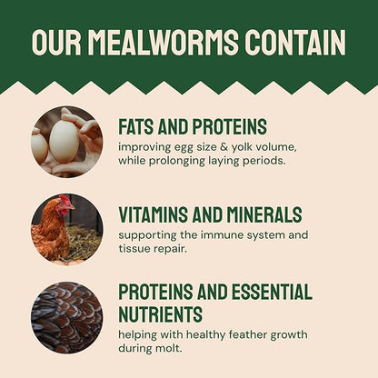 Hatortempt Bulk Dried Mealworms - 10 Lb Bag - Non-GMO Dried Mealworms for Chickens, Ducks & Wild Birds - High-Protein Chicken Feed & Bird Food
