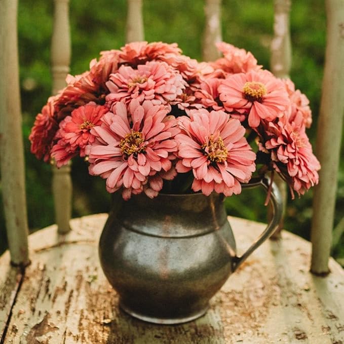 Luminosa Zinnia - 100 Seeds - Beautiful Pink Zinnia Variety, Giant Flowers, Attracts Butterflies & Pollinators, Non-GMO Heirloom Zinnia Seeds for Planting in The Home Garden, Thresh Seed Company
