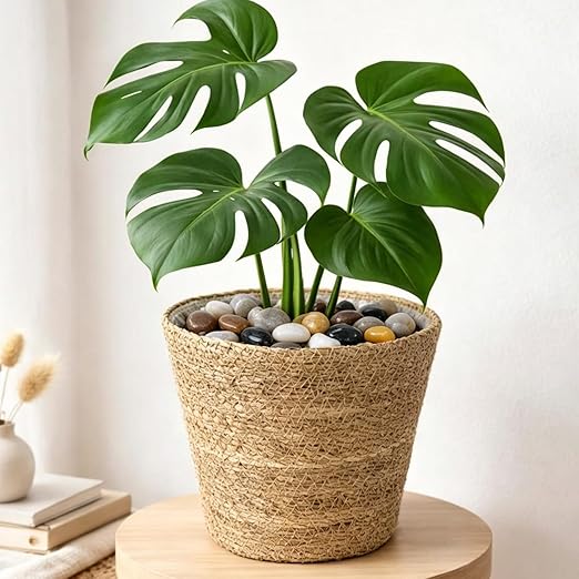 Pulovin 5 Pound Decorative Rocks for Planters, 1"- 1 1/2", Pebbles for Indoor Plants, Vases, Polished Stones for Garden and DIY Decor