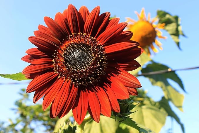 Flower & Vegetable Seed Set - 22 Varieties of Non-GMO Heirloom Premium Seeds for Planting - Asparagus, Beet, Broccoli, Wildflower, and More