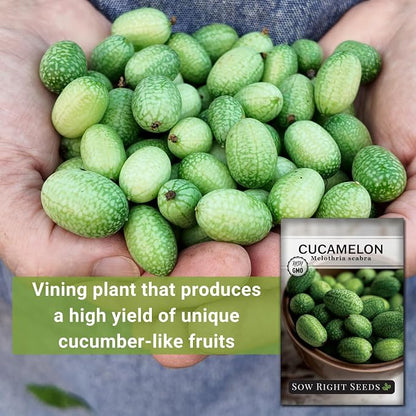 Sow Right Seeds - Cucamelon Seeds for Planting - Non-GMO Heirloom Packet with Instructions to Plant an Outdoor Home Vegetable Garden - Mini Bitter Mouse Melon, Mexican Sour Gherkin - Rare Variety (4)