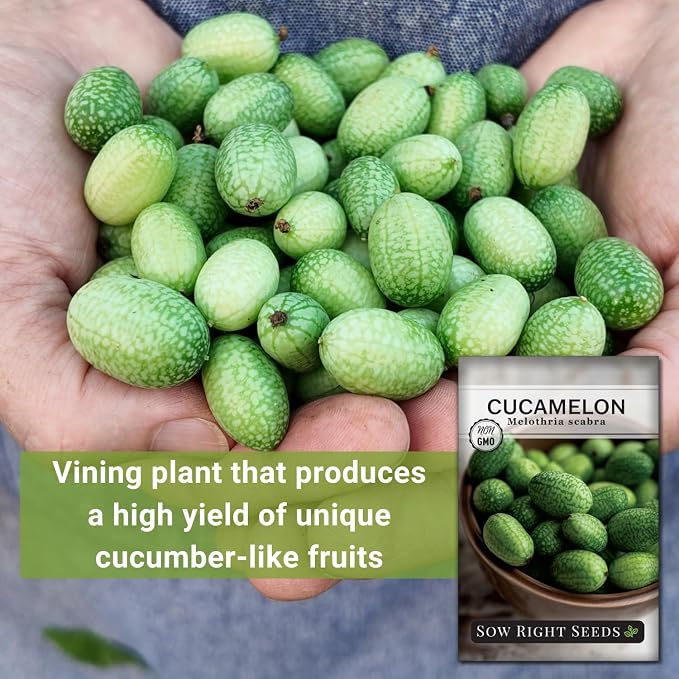 Sow Right Seeds - Cucamelon Seeds for Planting - Non-GMO Heirloom Packet with Instructions to Plant an Outdoor Home Vegetable Garden - Mini Bitter Mouse Melon, Mexican Sour Gherkin - Rare Variety (2)