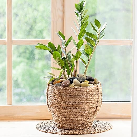 10 lbs Pebbles for Indoor Plants, 2-3 inch Large River Rocks Decorative Stones for Garden, Aquarium, Vase Fillers, Outdoor Landscaping and Backyard