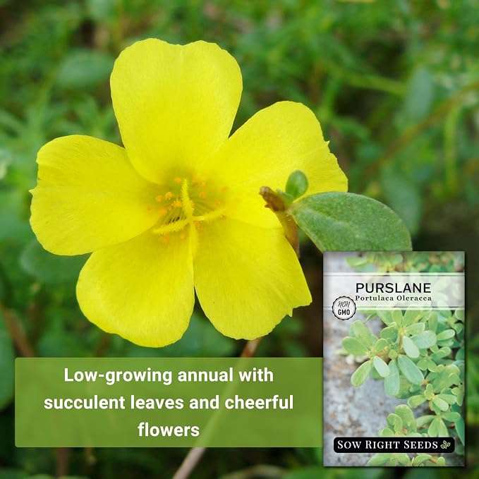 Sow Right Seeds - Purslane Seeds for Planting - Non-GMO Heirloom Packet with Instructions to Grow an Outdoor or Indoor Vegetable Garden - Rare Edible & Culinary Variety - Medicinal Benefits & Uses (3)