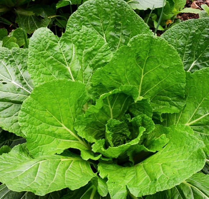 500+ Florida Broadleaf Mustard Seeds for Planting Seeds Bulk Heirloom Non GMO Vegetable Garden