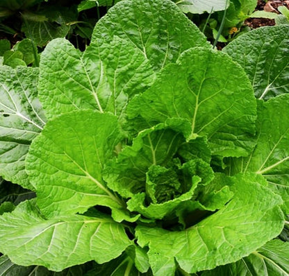 500+ Florida Broadleaf Mustard Seeds for Planting Seeds Bulk Heirloom Non GMO Vegetable Garden