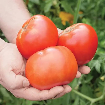 Park Seed Whopper Collection – High-Yield Tomato, Bell Pepper, Jalapeño & Cucumber Seed Set, Crisp, Flavorful & Disease-Resistant Varieties, Non-GMO, 4-Pack Vegetable Garden, Pack of 80