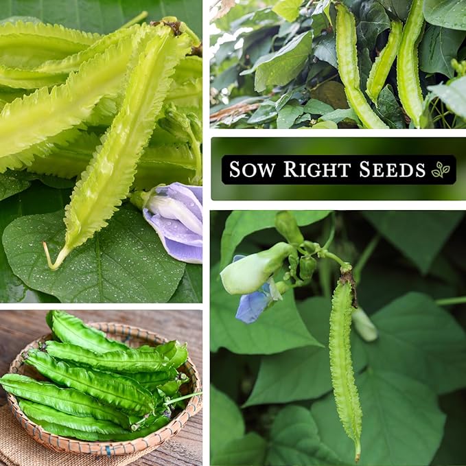 Sow Right Seeds - Winged Green Bean Seeds for Planting - Non-GMO Heirloom Pole Bean Variety - Grow Your Own Fresh, Nutritious Green Beans - Ideal for Gardens & Containers - Abundant Harvest (1)