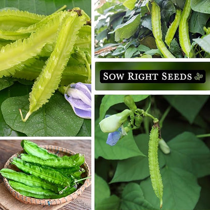 Sow Right Seeds - Winged Green Bean Seeds for Planting - Non-GMO Heirloom Pole Bean Variety - Grow Your Own Fresh, Nutritious Green Beans - Ideal for Gardens & Containers - Abundant Harvest (1)
