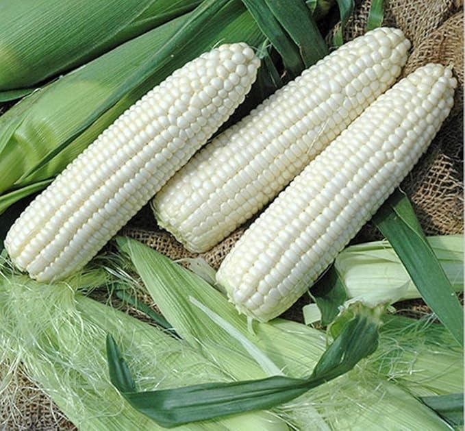 Seeds White Sugar Corn Sweet Giant Silver Queen Hybrid Vegetable Non GMO for Planting