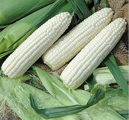 Seeds White Sugar Corn Sweet Giant Silver Queen Hybrid Vegetable Non GMO for Planting