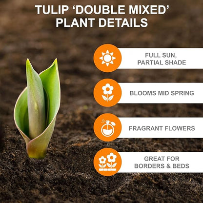 Garden State Bulb Double Dutch Mixed Tulip Flower Bulbs, 12/+ cm, Fall Planting (Bag of 100)