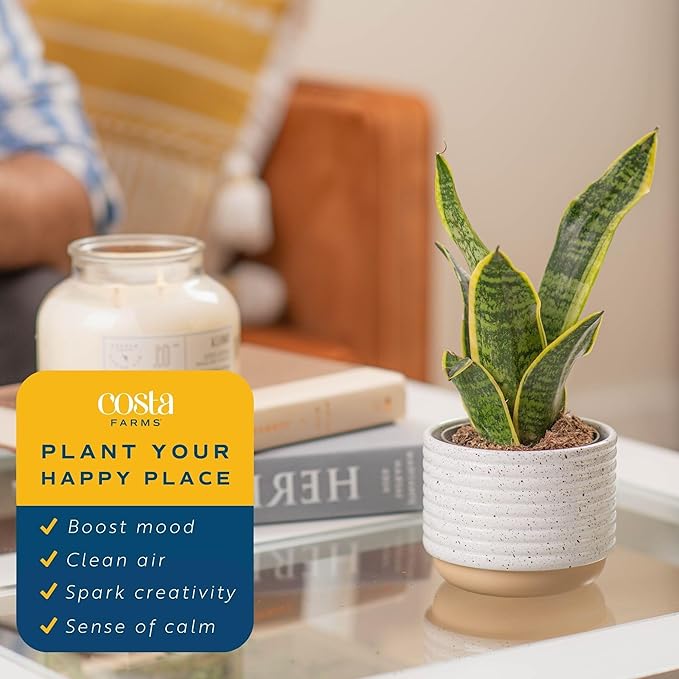 Costa Farms Snake Plant (4-Pack), Spring Decor, Giftable Plant Item, Live Indoor and Outdoor Sansevieria Plants, Easy Care Live Succulent Houseplants Potted in Nursery Pots, 8-Inches Tall