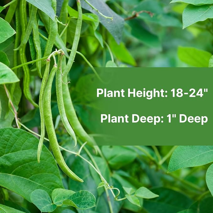 Groundio 30+ Contender Bush Green Bean Seeds, Early-Maturing, Stringless, High-Yield Bush Beans | Non-GMO | Heirloom(Phaseolus Vulgaris)