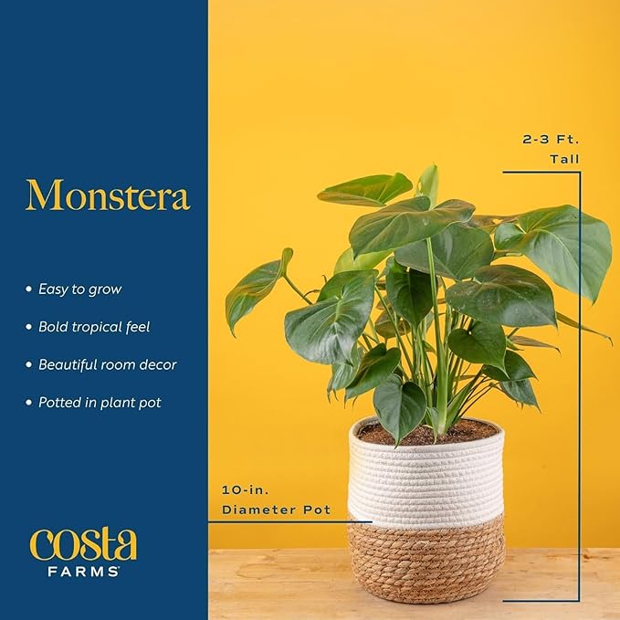 Costa Farms Monstera, Swiss Cheese Live Plant in Decorative Pot, Large Indoor Houseplant, Perfect for Home, Room, or Office Decor, Great House Warming or Birthday Gift, 2-3 Feet Tall