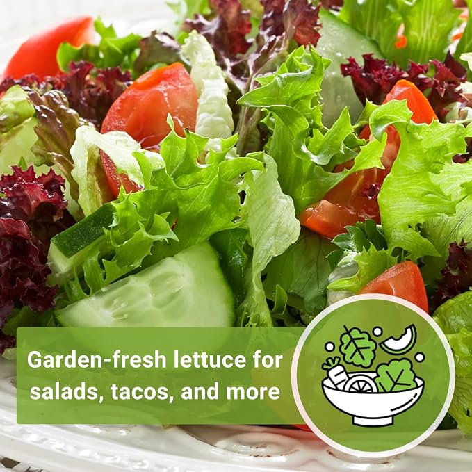 Sow Right Seeds - Great Lakes Iceberg Lettuce Seeds for Planting - Non-GMO Heirloom Packet with Instructions to Plant a Home Vegetable Garden - Outdoors or Hydroponics Indoors - Crisp Variety (4)