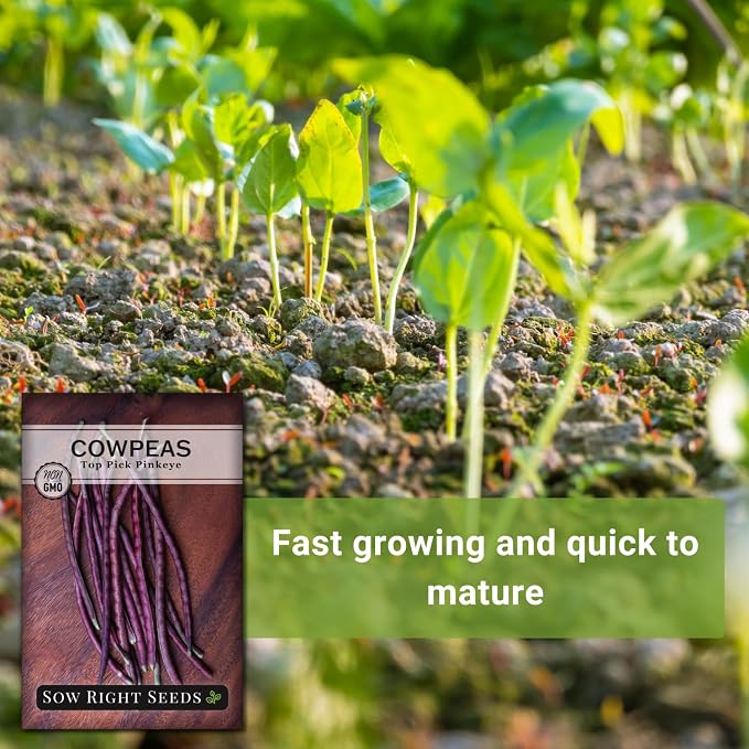 Sow Right Seeds - Top Pick Pinkeye Cowpea Seeds for Planting - Non-GMO Heirloom Packet with Instructions to Plant a Vegetable Garden - Market Favorite Bush Bean Variety - Interesting Pink Pods (1)