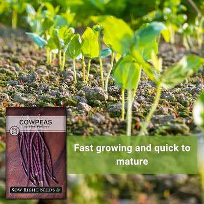 Sow Right Seeds - Top Pick Pinkeye Cowpea Seeds for Planting - Non-GMO Heirloom Packet with Instructions to Plant a Vegetable Garden - Market Favorite Bush Bean Variety - Interesting Pink Pods (1)