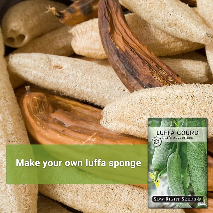 Sow Right Seeds - Luffa Gourd Seed for Planting - Non-GMO Heirloom Packet with Instructions to Plant a Home Vegetable Garden - Grow Your Own Loofah Sponge at Home - Show Off Unique Gourds (1)