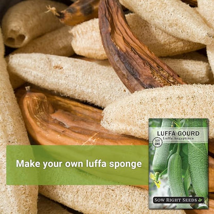 Sow Right Seeds - Luffa Gourd Seed for Planting - Non-GMO Heirloom Packet with Instructions to Plant a Home Vegetable Garden - Grow Your Own Loofah Sponge at Home - Show Off Unique Gourds (2)