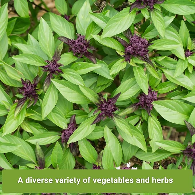 Sow Right Seeds - Asian Greens Seed Collection for Planting - Includes Thai Basil, Bok Choy, Chinese Celery, Green Shiso & Tat SOI - Non-GMO Heirloom Varieties to Plant and Grow Indoors or Outdoors