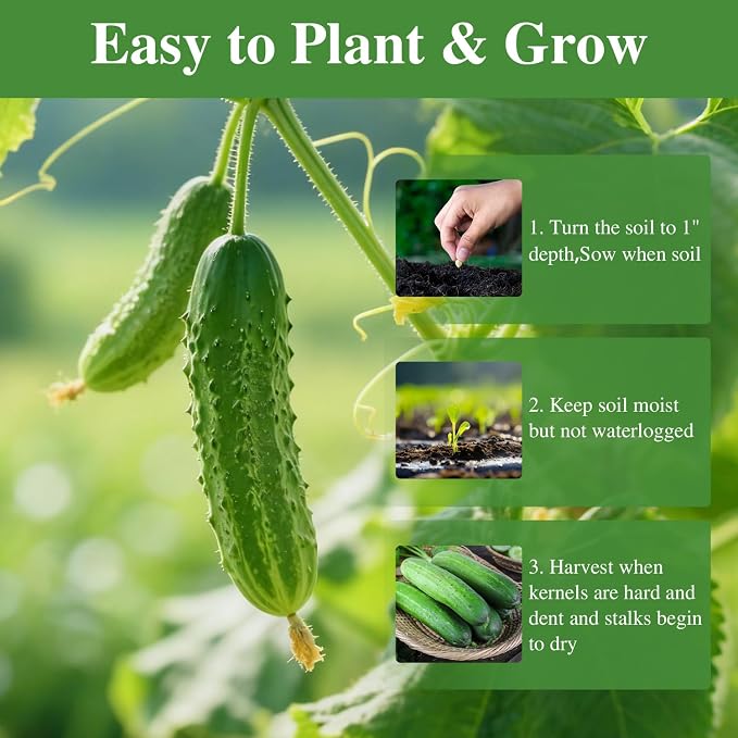 Groundio Cucumber Seeds - 50 Heirloom Non-GMO Seeds for Planting Outdoors in Trellises, Raised Beds, Space Gardens - Pickling and Slicing Straight Eight Cucumbers