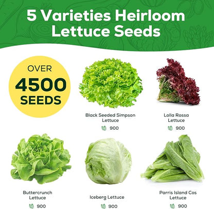 Heirloom Lettuce Seeds - 5 Varieties Lettuce Seeds for Planting - Black Seeded Simpson, Iceberg, Buttercrunch, Parris Island Cos & Lolla Rossa Lettuce - Home Garden & Hydroponic Seeds
