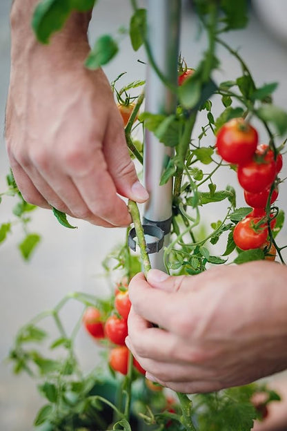 BUZZY Seeds Self-Watering Vertical Tomato Planter with Trellis – 1.2 Gal Reservoir, Large Capacity Planter for Tomatoes & Climbing Plants (Grey)