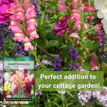 Sow Right Seeds - Large Mix Snapdragon Seeds for Planting - Non-GMO Heirloom - Vibrant, Hardy Snap Dragons for Garden & Planter Boxes - Easy to Grow - Perfect for Border Planting & Cut Flowers (1)