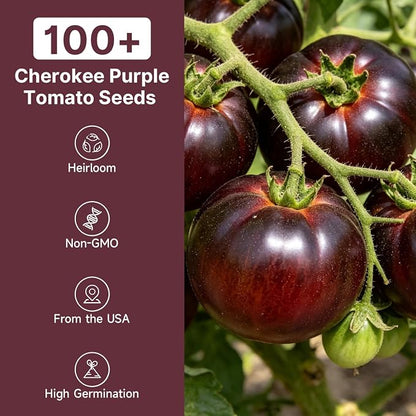 Groundio Cherokee Purple Tomato Seeds, Non-GMO Heirloom Vegetable Seeds for Planting, Unique Dark Purple Beefsteak, Rich Flavor, High Germination for Outdoor Home Garden
