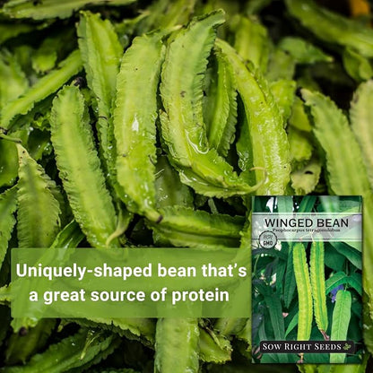 Sow Right Seeds - Winged Green Bean Seeds for Planting - Non-GMO Heirloom Pole Bean Variety - Grow Your Own Fresh, Nutritious Green Beans - Ideal for Gardens & Containers - Abundant Harvest (1)
