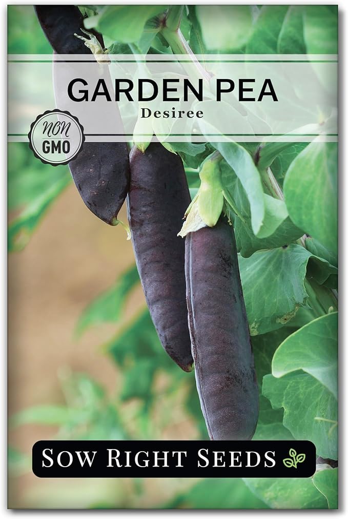 Sow Right Seeds - Desiree Snow Pea Seeds for Planting - Non-GMO Heirloom Packet with Instructions to Plant an Outdoor Home Vegetable Garden - Dwarf Bushes with Purple Pods - Large, Frost Resistant (1)