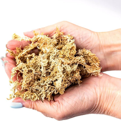 Premium Grade Sphagnum Moss by Gardenera - Organic Hand Mixed New Zealand Long Fibered Sphagnum Moss Orchid - 2 Quart