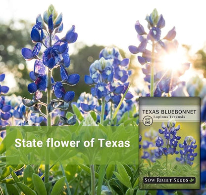 Sow Right Seeds - Texas Bluebonnet Seeds to Plant - Non-GMO Heirloom Seeds -Full Instructions for Planting - Beautiful Perennial Blue Blooms -Sweet Addition to Your Yard (4)
