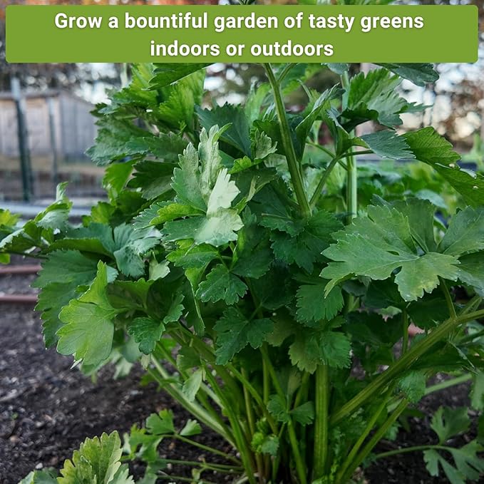 Sow Right Seeds - Asian Greens Seed Collection for Planting - Includes Thai Basil, Bok Choy, Chinese Celery, Green Shiso & Tat SOI - Non-GMO Heirloom Varieties to Plant and Grow Indoors or Outdoors