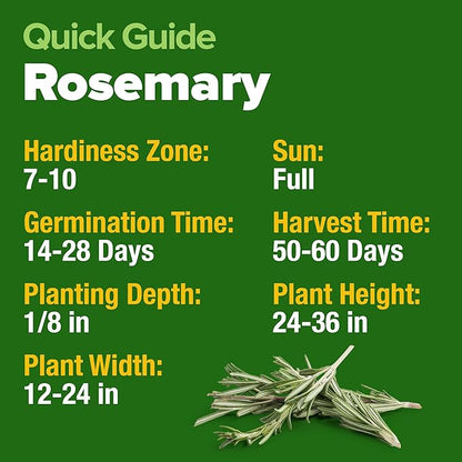 HOME GROWN Rosemary Seeds Pack - 300 High Germinating Heirloom Herb Seeds for Planting in Indoor or Outdoor Herb Gardens (Salvia rosmarinus)