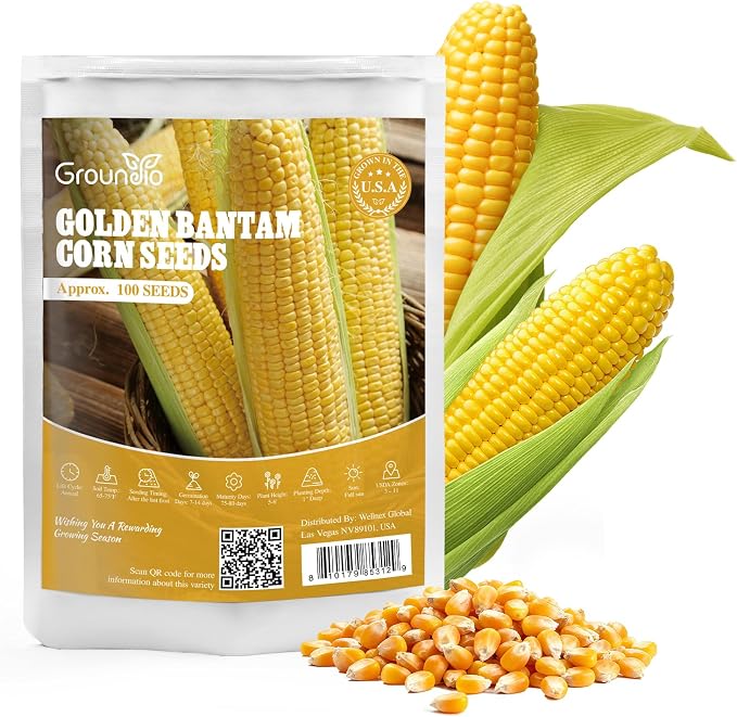 Groundio Golden Bantam Corn Seeds, 100 Non-GMO Heirloom Vegetable Seeds, High Germination Sweet Corn Seed for Outdoor Home Garden (Zea mays)