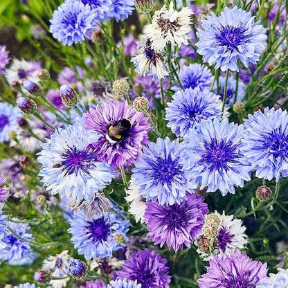 3200+ Mix Cornflower Seeds for Planting - Non-GMO Bachelor Button Flower Seeds Garden Outdoor,Perennial Plant Seeds
