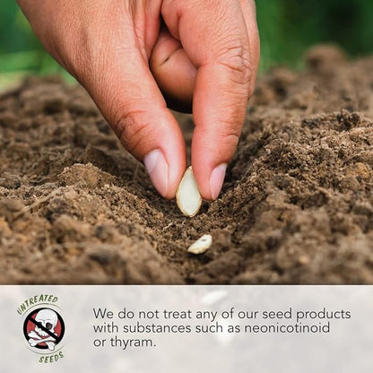Seed Needs Morning Glory Seeds Variety Pack of 5 Vining Ipomoea Flowers