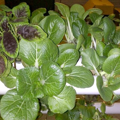 Hydroponics Growing System Kit,54 Plant Sites 2 Layers Food-Grade PVC-U Pipes Hydroponic Grow Kit Gardening System with Water Pump, Timer,Net Pots and Sponge for Vegetables,Fruits,Herb