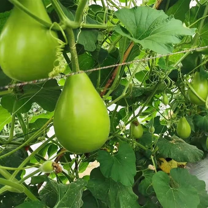 Indian Round Bottle Gourd Seeds for Planting, Easy to Grow Vegetable Seeds for Home Garden, Terrace Gardening, Balcony Planters, and Outdoor Growing (Pack of 25)