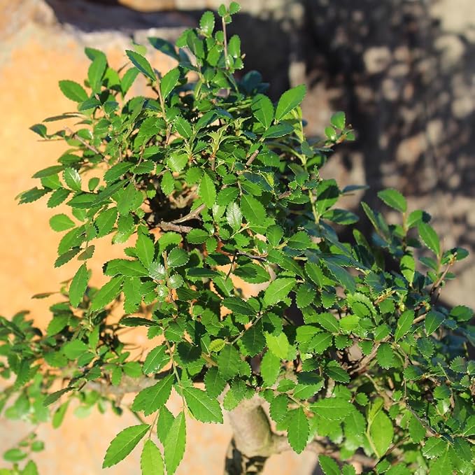 Brussel's Bonsai Live Chinese Sweet Plum Bonsai Tree - 5 Years, 6 to 10 in - Indoor Bonsai in Ceramic Bonsai Pot